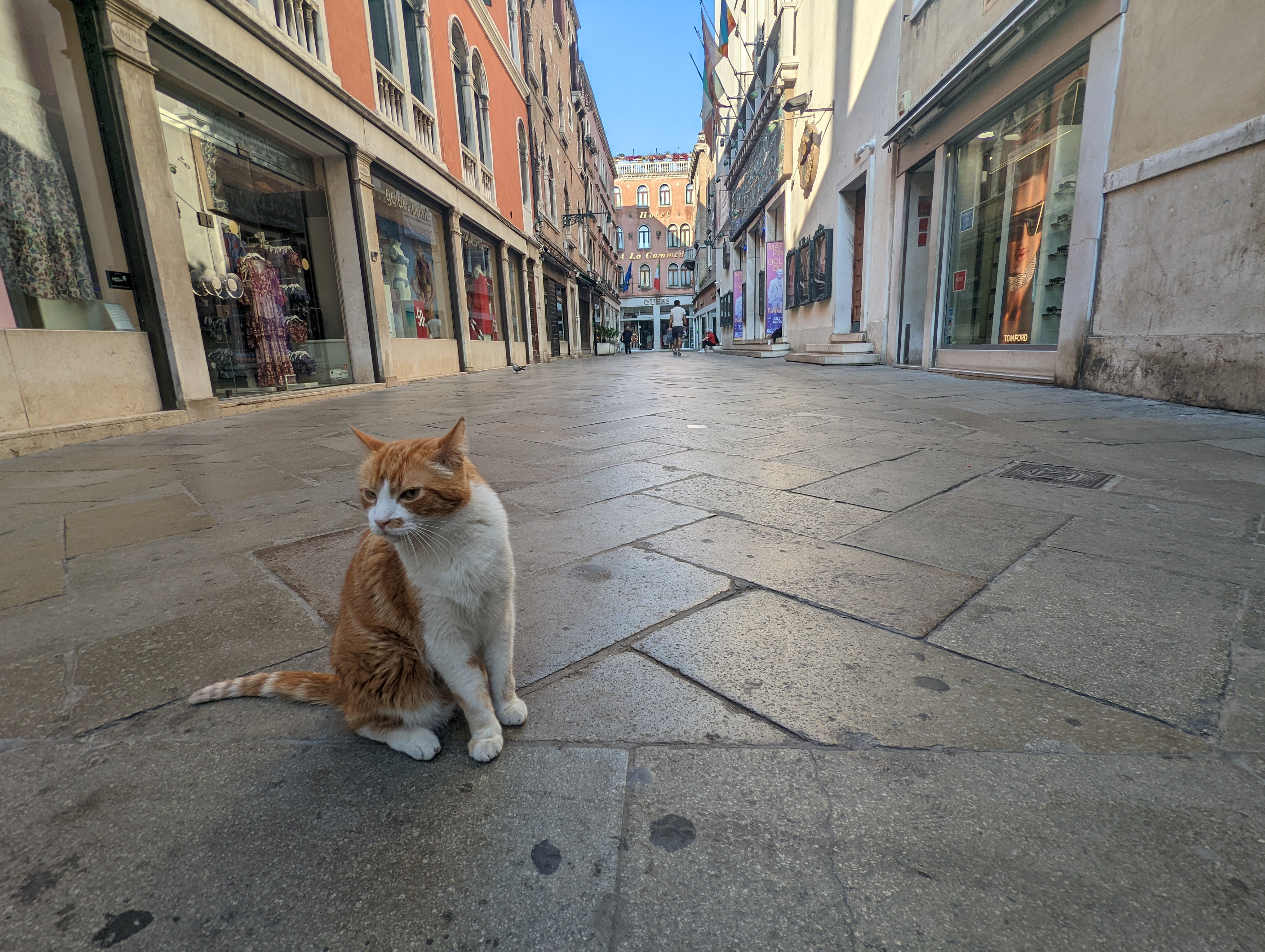 Venice-calle-cat