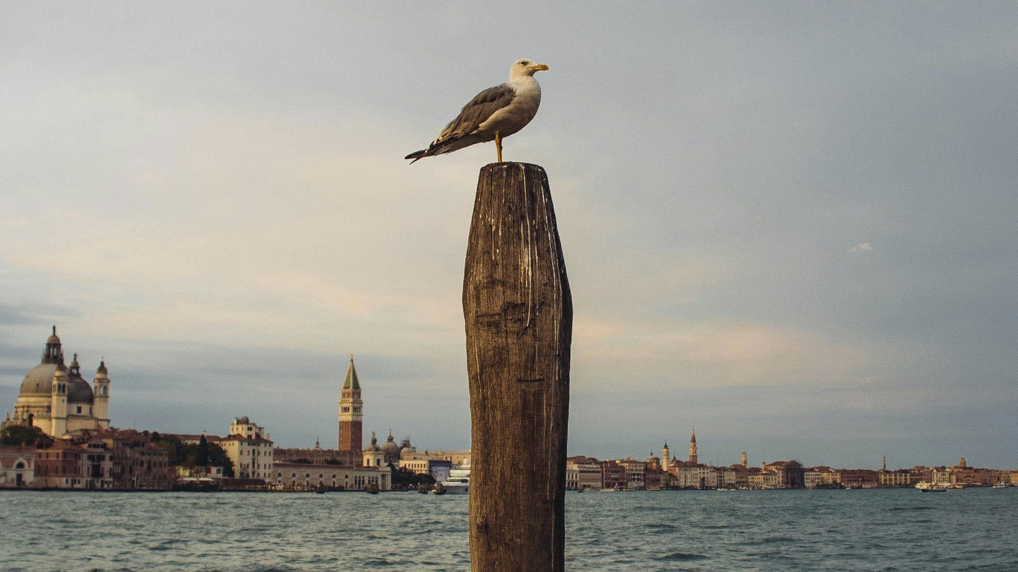 seagull-francesco-ceccarelli-unsplash